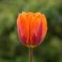 Tulip Rembrandt Prinses Irene 6 Bulbs Ready for Planting Now in UK Autumn Outdoor Gardens
