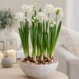 Daffodil Paperwhite Prepared For Indoors 5 Bulbs Ready for Planting Now in UK Autumn Indoor Gardens