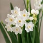 Daffodil Paperwhite Prepared For Indoors 5 Bulbs Ready for Planting Now in UK Autumn Indoor Gardens