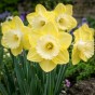 Daffodil (Narcissus) Large Cupped Avalon 5 Bulbs Ready for Planting Now in UK Autumn Outdoor Gardens