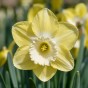 Daffodil (Narcissus) Large Cupped Avalon 5 Bulbs Ready for Planting Now in UK Autumn Outdoor Gardens