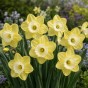 Daffodil (Narcissus) Large Cupped Avalon 5 Bulbs Ready for Planting Now in UK Autumn Outdoor Gardens