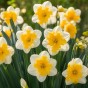 Daffodil (Narcissus) Orchid/Split Love Call 5 Bulbs Ready for Planting Now in UK Autumn Outdoor Gardens