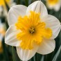Daffodil (Narcissus) Orchid/Split Love Call 5 Bulbs Ready for Planting Now in UK Autumn Outdoor Gardens