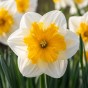 Daffodil (Narcissus) Orchid/Split Love Call 5 Bulbs Ready for Planting Now in UK Autumn Outdoor Gardens