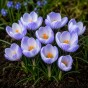 Crocus Botanical Blue Marlin 25 Bulbs Ready for Planting Now in UK Autumn Outdoor Gardens