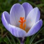 Crocus Botanical Blue Marlin 25 Bulbs Ready for Planting Now in UK Autumn Outdoor Gardens