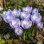 Crocus Botanical Blue Marlin 25 Bulbs Ready for Planting Now in UK Autumn Outdoor Gardens
