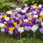 Crocus Large Flowering Mix 20 Bulbs Ready for Planting Now in UK Autumn Outdoor Gardens