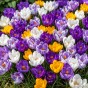 Crocus Large Flowering Mix 20 Bulbs Ready for Planting Now in UK Autumn Outdoor Gardens