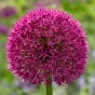 Allium Red Giant 8 Bulbs Ready for Planting Now in UK Autumn Outdoor Gardens