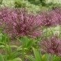 Allium Toabago 8 Bulbs Ready for Planting Now in UK Autumn Outdoor Gardens