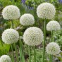 Allium Ping Pong 20 Bulbs Ready for Planting Now in UK Autumn Outdoor Gardens
