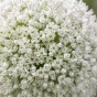 Allium Ping Pong 20 Bulbs Ready for Planting Now in UK Autumn Outdoor Gardens