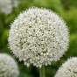 Allium Ping Pong 20 Bulbs Ready for Planting Now in UK Autumn Outdoor Gardens