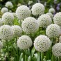 Allium Ping Pong 20 Bulbs Ready for Planting Now in UK Autumn Outdoor Gardens