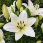 Lilium Asiatic White 2 Bulbs Ready for Planting Now in UK Autumn Outdoor Gardens