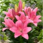 Lilium Asiatic Pink 2 Bulbs Ready for Planting Now in UK Autumn Outdoor Gardens by Jamieson Brothers