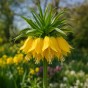 Fritillaria Imperialis Lutea 1 Bulb Ready for Planting Now in UK Autumn Outdoor Gardens