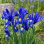Dutch Iris Hollandica Sapphire Beauty 20 Bulbs Ready for Planting Now in UK Autumn Outdoor Gardens