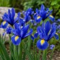 Dutch Iris Hollandica Sapphire Beauty 20 Bulbs Ready for Planting Now in UK Autumn Outdoor Gardens
