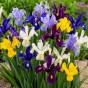 Iris Holl. Mix 25 Bulbs Ready for Planting Now in UK Autumn Outdoor Gardens