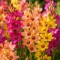 Ixia Mix 30 Bulbs Ready for Planting Now in UK Autumn Outdoor Gardens
