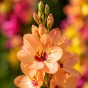 Ixia Mix 30 Bulbs Ready for Planting Now in UK Autumn Outdoor Gardens