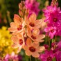 Ixia Mix 30 Bulbs Ready for Planting Now in UK Autumn Outdoor Gardens