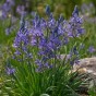 Camassia Quamash 20 Bulbs Ready for Planting Now in UK Autumn Outdoor Gardens