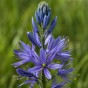 Camassia Quamash 20 Bulbs Ready for Planting Now in UK Autumn Outdoor Gardens