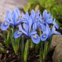 Iris Reticulata Alida 20 Bulbs Ready for Planting Now in UK Autumn Outdoor Gardens
