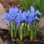 Iris Reticulata Alida 20 Bulbs Ready for Planting Now in UK Autumn Outdoor Gardens
