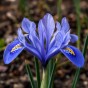 Iris Reticulata Alida 20 Bulbs Ready for Planting Now in UK Autumn Outdoor Gardens