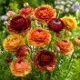 Ranunculus Bronzy Mix 15 Bulbs Ready for Planting Now in UK Autumn Outdoor Gardens