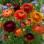 Ranunculus Bronzy Mix 15 Bulbs Ready for Planting Now in UK Autumn Outdoor Gardens