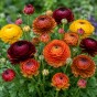 Ranunculus Bronzy Mix 15 Bulbs Ready for Planting Now in UK Autumn Outdoor Gardens