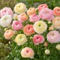 Ranunculus Pastel Mix 15 Bulbs Ready for Planting Now in UK Autumn Outdoor Gardens