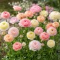 Ranunculus Pastel Mix 15 Bulbs Ready for Planting Now in UK Autumn Outdoor Gardens