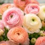 Ranunculus Pastel Mix 15 Bulbs Ready for Planting Now in UK Autumn Outdoor Gardens