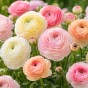 Ranunculus Pastel Mix 15 Bulbs Ready for Planting Now in UK Autumn Outdoor Gardens