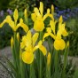 Iris Holl. Royal Yellow 12 Bulbs Ready for Planting Now in UK Autumn Outdoor Gardens