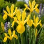 Iris Holl. Royal Yellow 12 Bulbs Ready for Planting Now in UK Autumn Outdoor Gardens