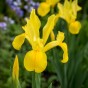 Iris Holl. Royal Yellow 12 Bulbs Ready for Planting Now in UK Autumn Outdoor Gardens