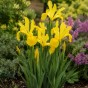 Iris Holl. Royal Yellow 12 Bulbs Ready for Planting Now in UK Autumn Outdoor Gardens