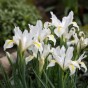 Iris White Excelsior 12 Bulbs Ready for Planting Now in UK Autumn Outdoor Gardens