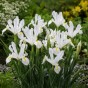 Iris White Excelsior 12 Bulbs Ready for Planting Now in UK Autumn Outdoor Gardens