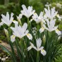 Iris White Excelsior 12 Bulbs Ready for Planting Now in UK Autumn Outdoor Gardens