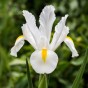 Iris White Excelsior 12 Bulbs Ready for Planting Now in UK Autumn Outdoor Gardens
