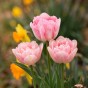 Tulip Double Early Foxtrot 6 Bulbs Ready for Planting Now in UK Autumn Outdoor Gardens